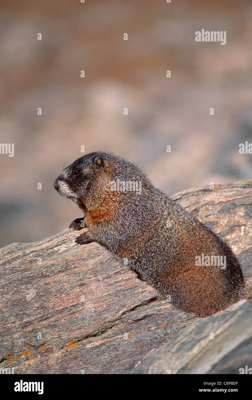 Südgrenze Murmeltier (Marmota Flaviventris) auf Felsen, Rocky Mountain Nationalpark, Colorado, USA Stockfoto