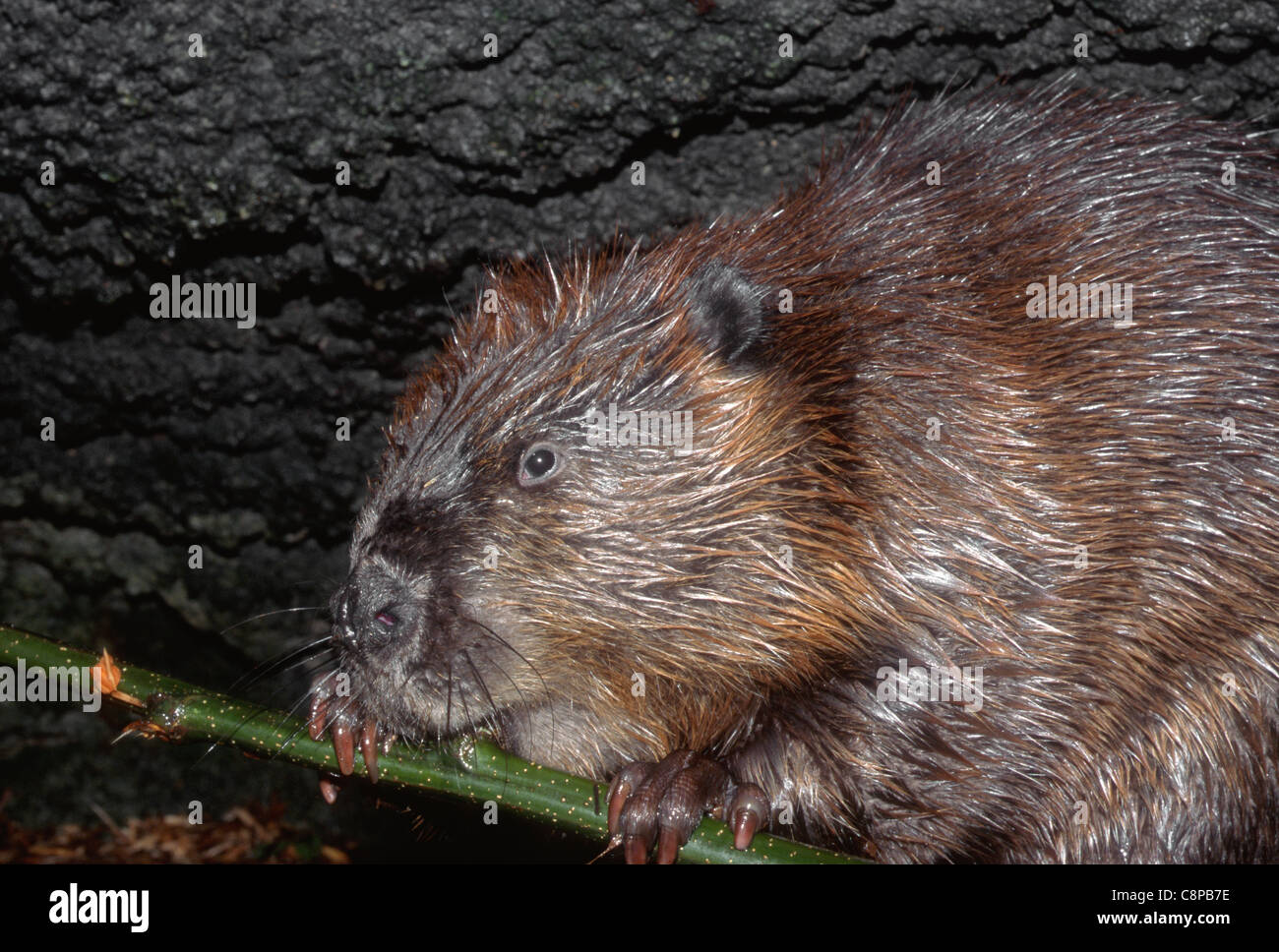 AMERIKANISCHER Biber (Castor Canadensis) in Gefangenschaft; Bereich: langsam Wasserstraßen der nordamerikanischen Wildnis Stockfoto