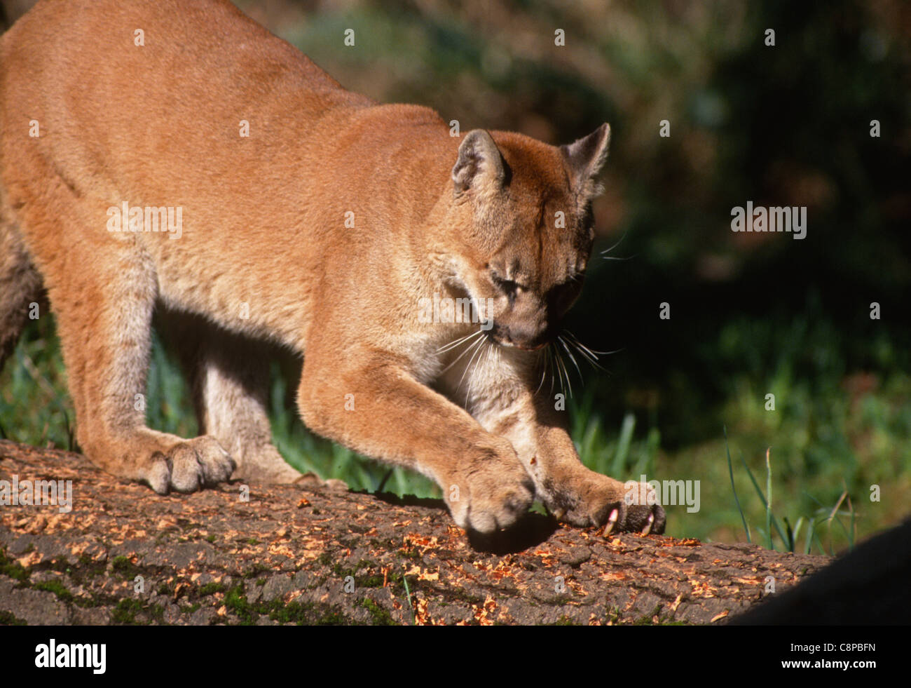 PUMA (Felis Concolor) auf Log Schärfen der Krallen, westliche Washington,  USA Stockfotografie - Alamy