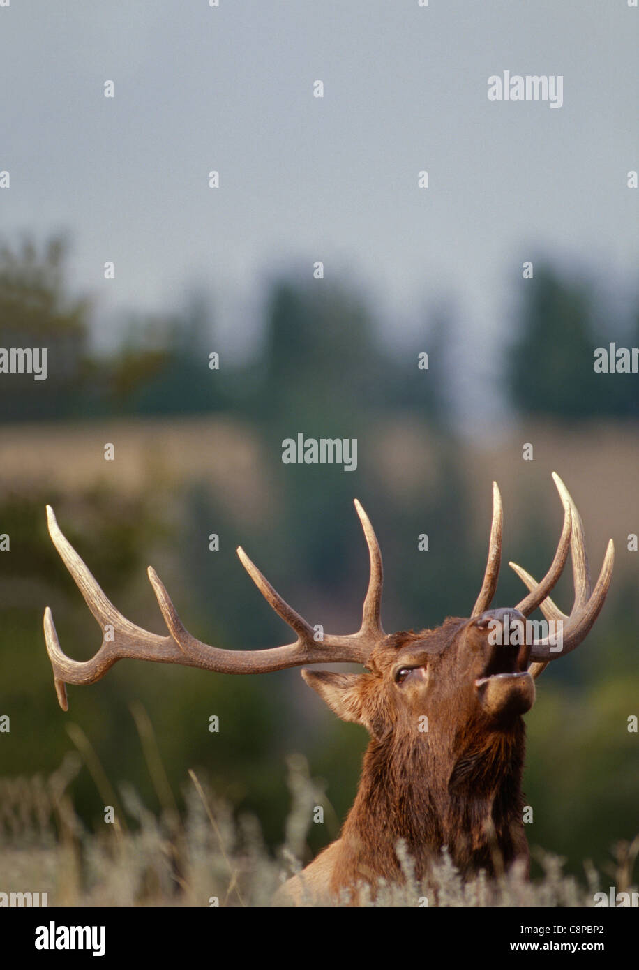 ROCKY MOUNTAIN Elche (Cervus Canadensis Nelsonii) Bull hallten im Herbst, Yellowstone-Nationalpark, Wyoming, USA Stockfoto