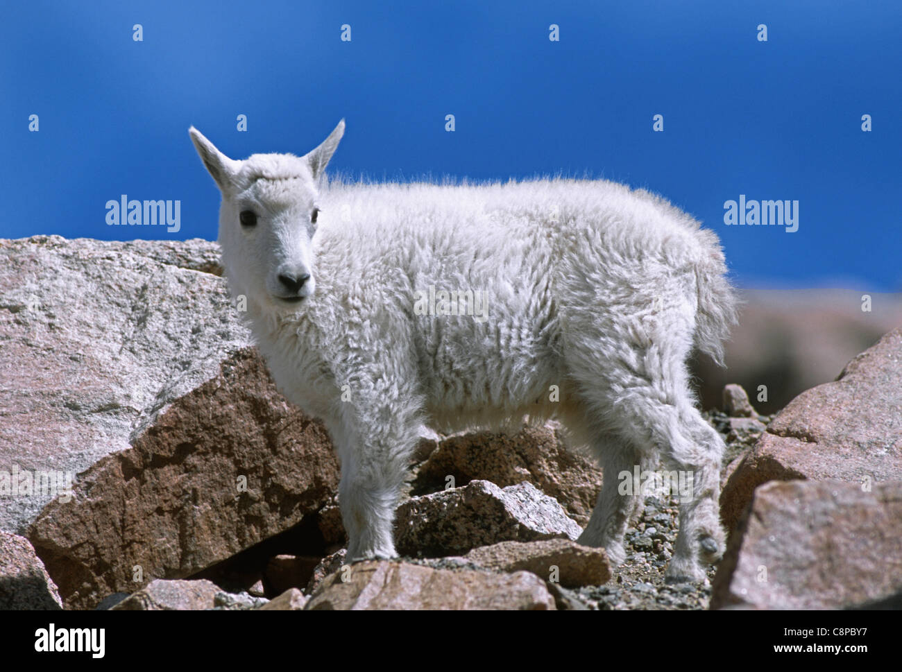 BERGZIEGE (Oreamnos Americanus) Kind auf Felsen, Mt. Evans Wildnis, Rocky Mountains, Colorado, USA Stockfoto