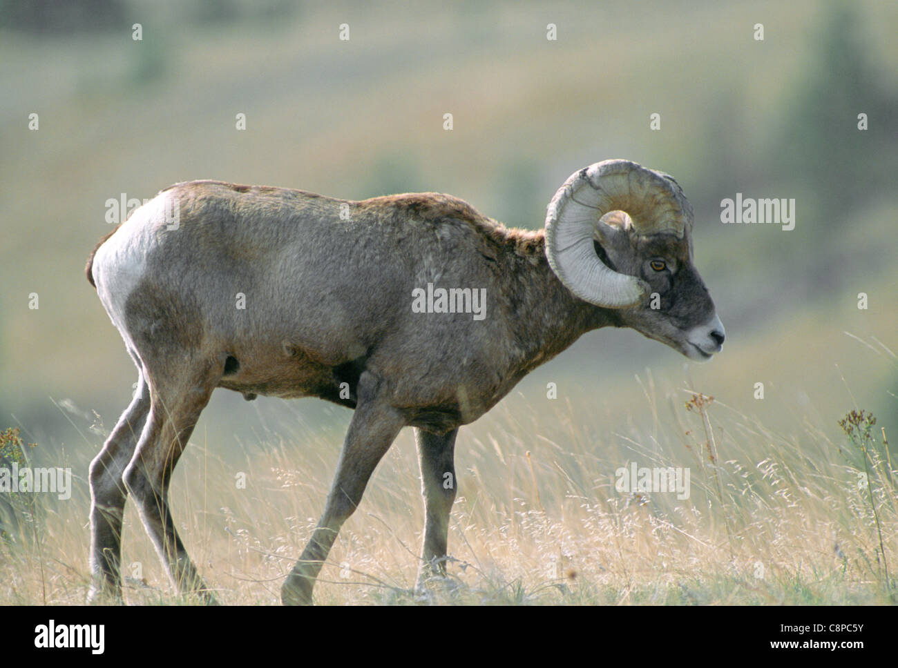 DICKHORNSCHAF (Ovis Canadensis), ram (männlich) im Südwesten Herbst, National Bison Range, Montana, USA Stockfoto