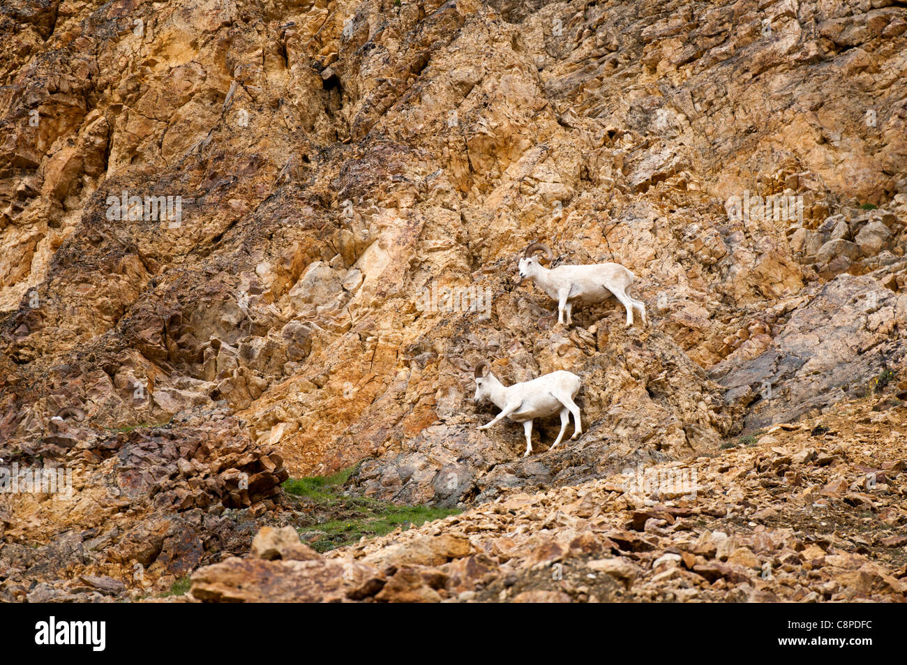 Dall-Schafe auf Klippe, Polychrome Pass, Denali National Park & Preserve, Alaska Stockfoto