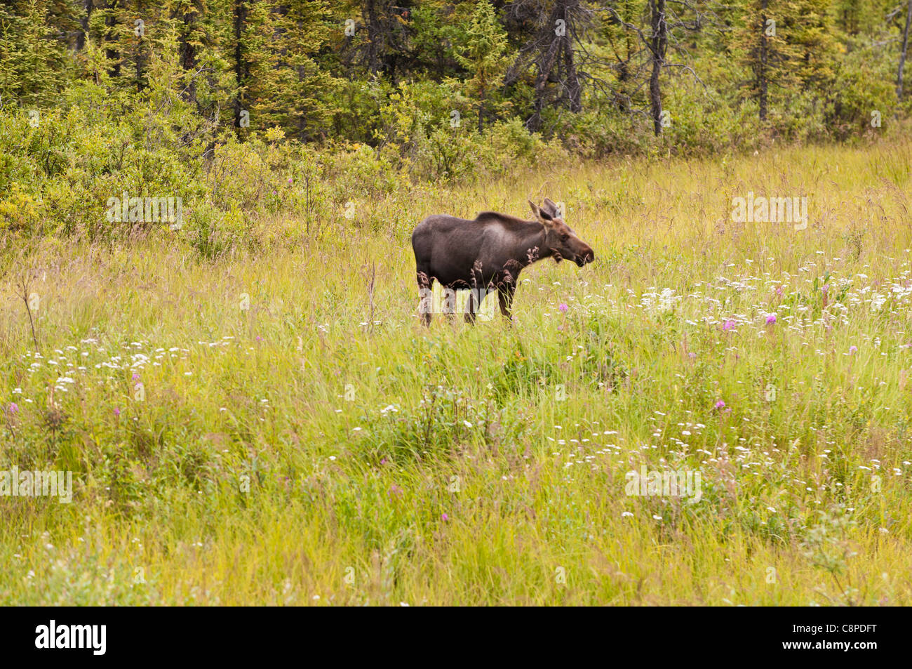 Juvenile Moose unter Wildblumen, Alaska Stockfoto