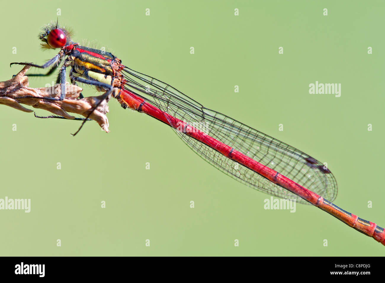 Rote Libelle nah oben (Pyrrhosoma Nymphula) Stockfoto