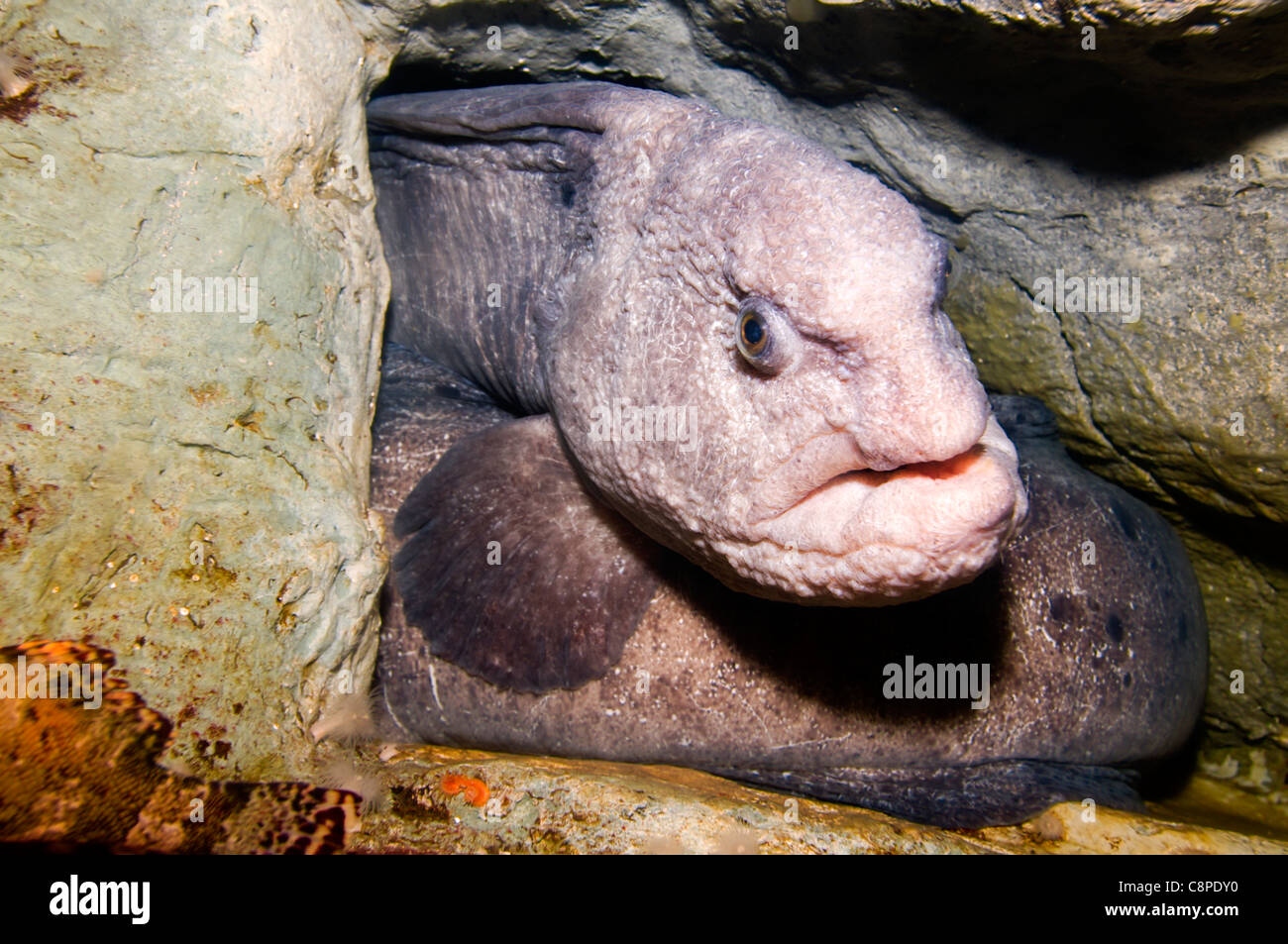 Giant Moray Eel aufgerollt in seinem Versteck Raum. Stockfoto