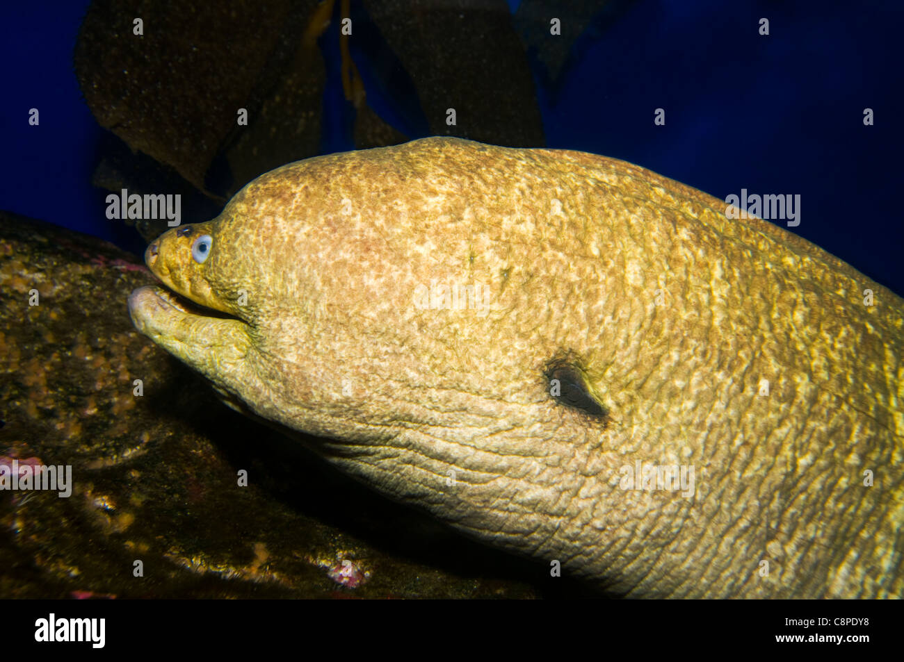 Giant Moray Eel aufgerollt in seinem Versteck Raum. Stockfoto