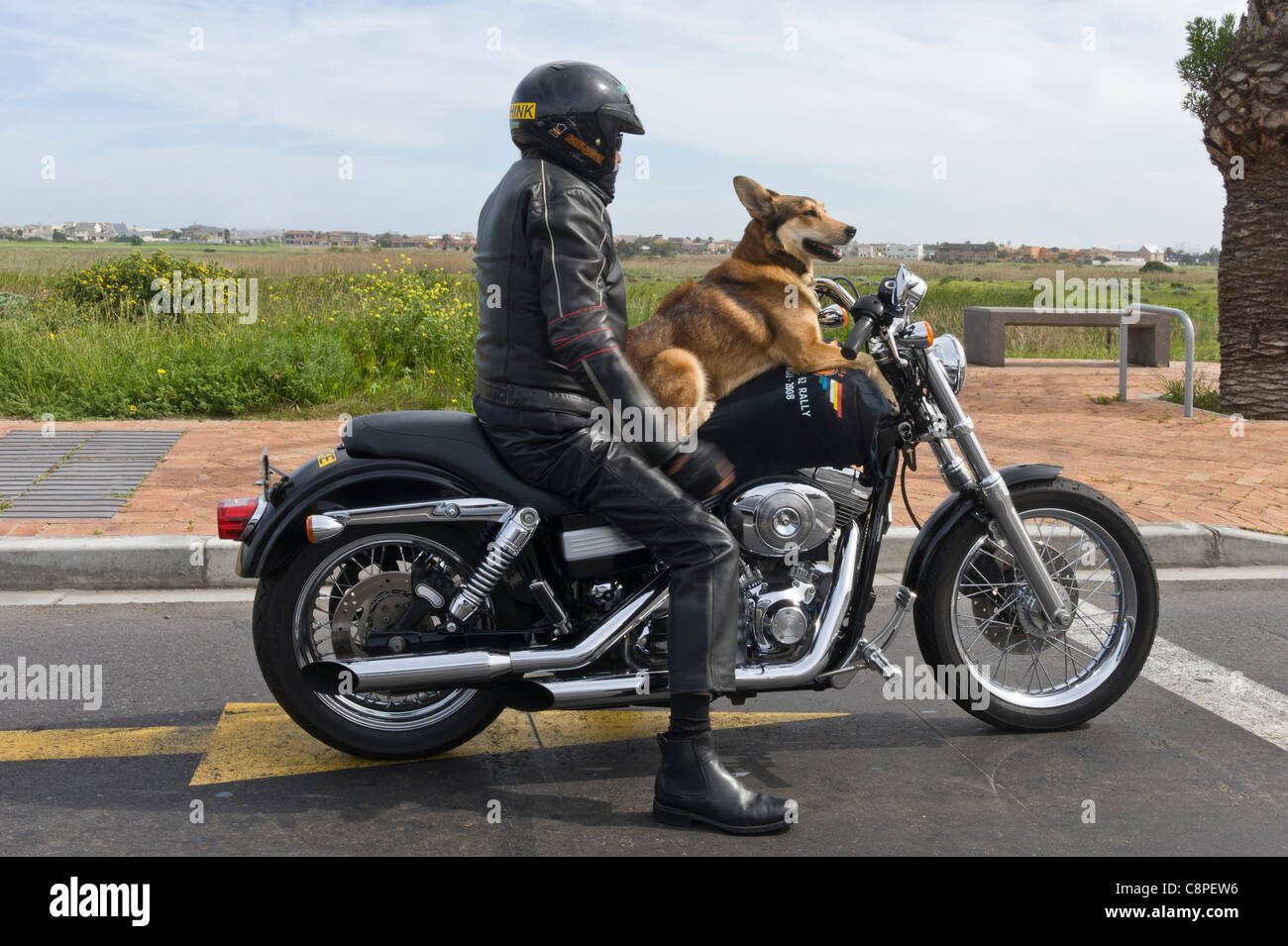 Motorradfahrer mit seinem Hund auf einer Harley-Davidson-Cape Town-Südafrika Stockfoto