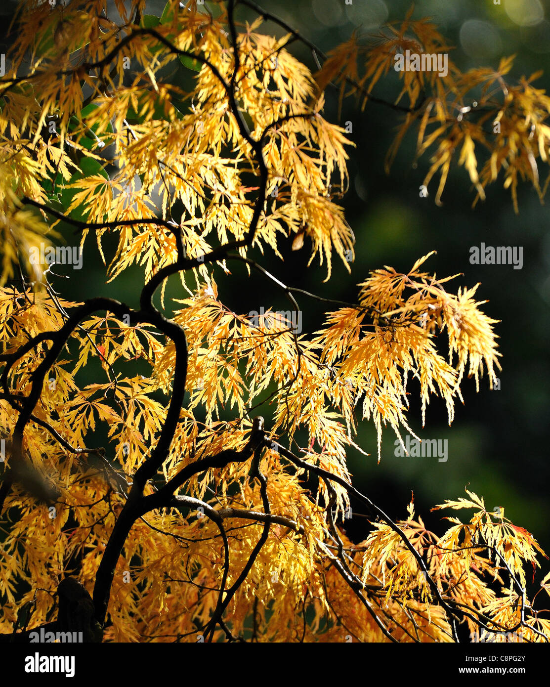 Herbstsonne auf farbige Blätter im Herbst bunt Stockfoto