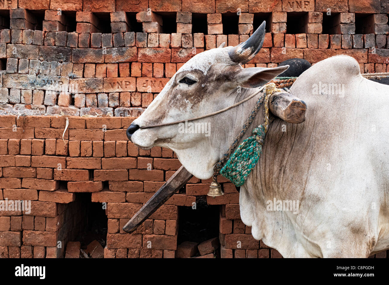 Indische Zebu vor der Indischen brick Kiln nach dem Feuern. Handgemachte Haus Ziegel in den ländlichen indischen Landschaft. Andhra Pradesh, Indien Stockfoto