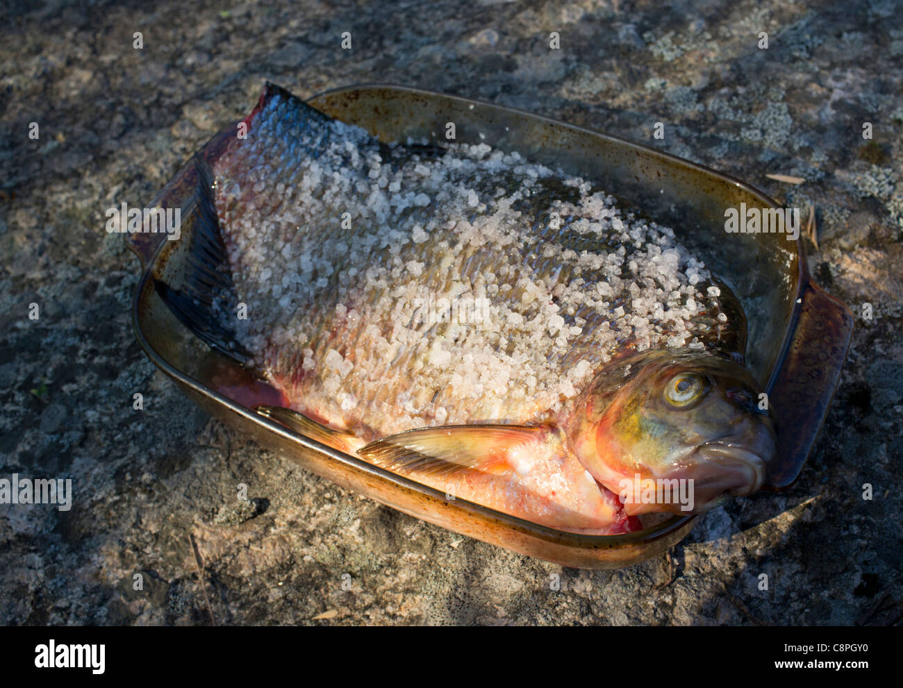 Isolierte gesalzene Brasse (Abramis brama) in einer Glasschale, Finnland Stockfoto