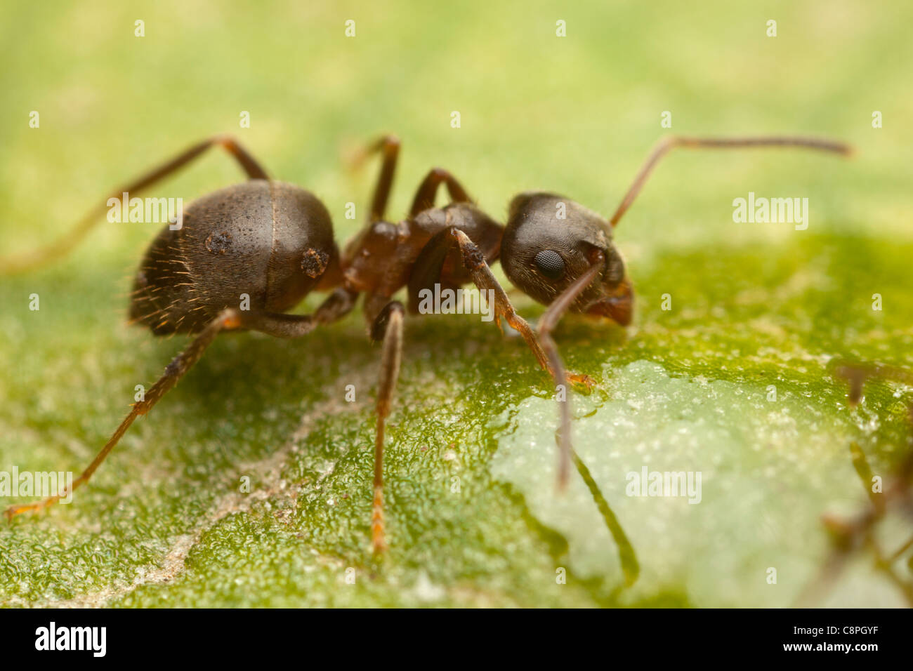 Schwarzer Garten Ameisen ernährt sich von Zuckerwasser auf einem Blatt in Hampshire Stockfoto