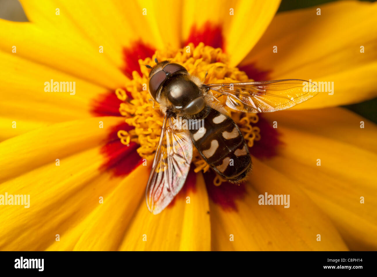 schweben fliegen Scaeva Pyrastri stützt sich auf eine Blüte in einem Hampshire-Garten Stockfoto