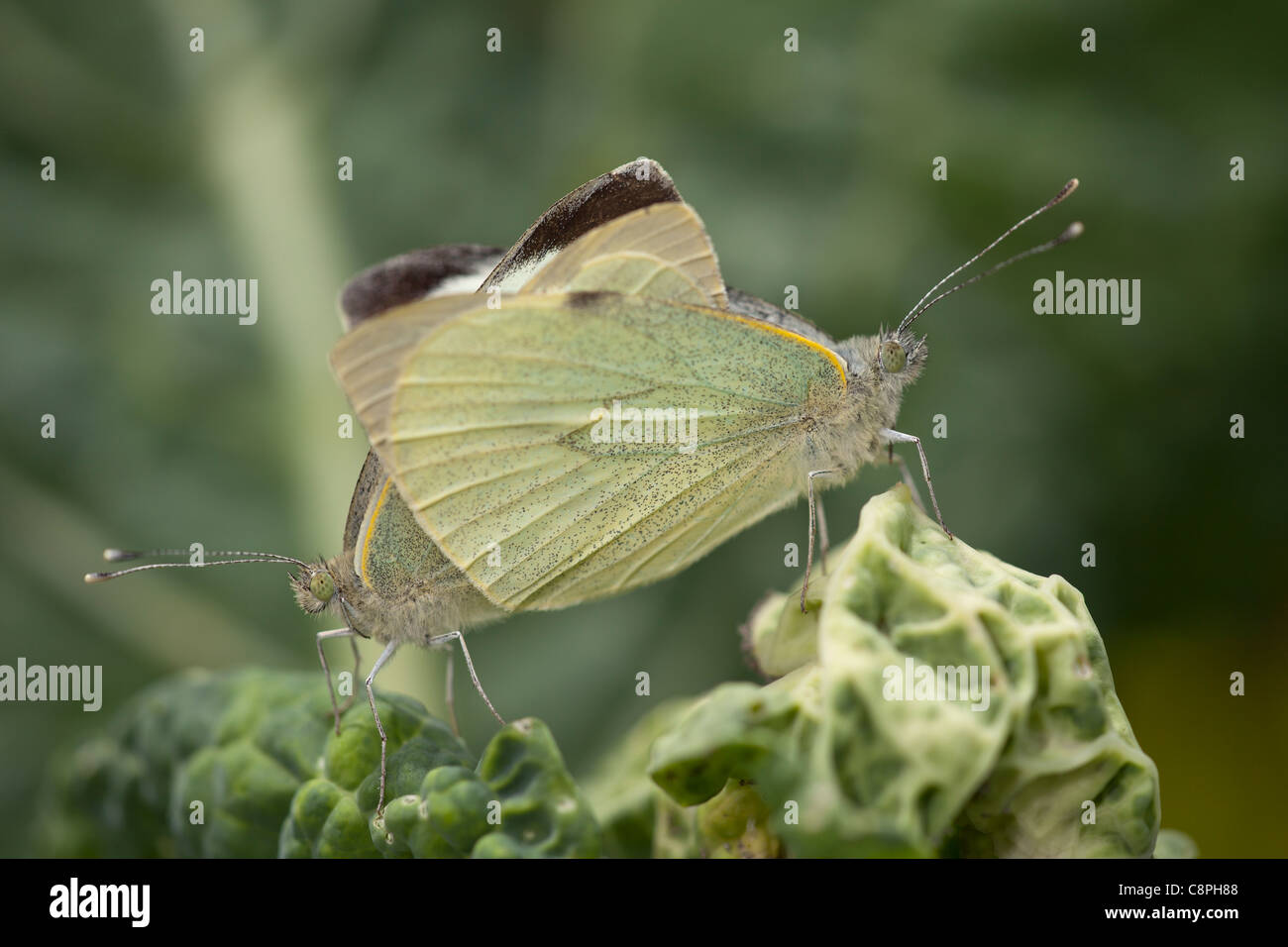 große weiße Schmetterlinge Pieris Brassicae Mate auf der Oberseite ein Kohlkopf in Hampshire Garten Stockfoto