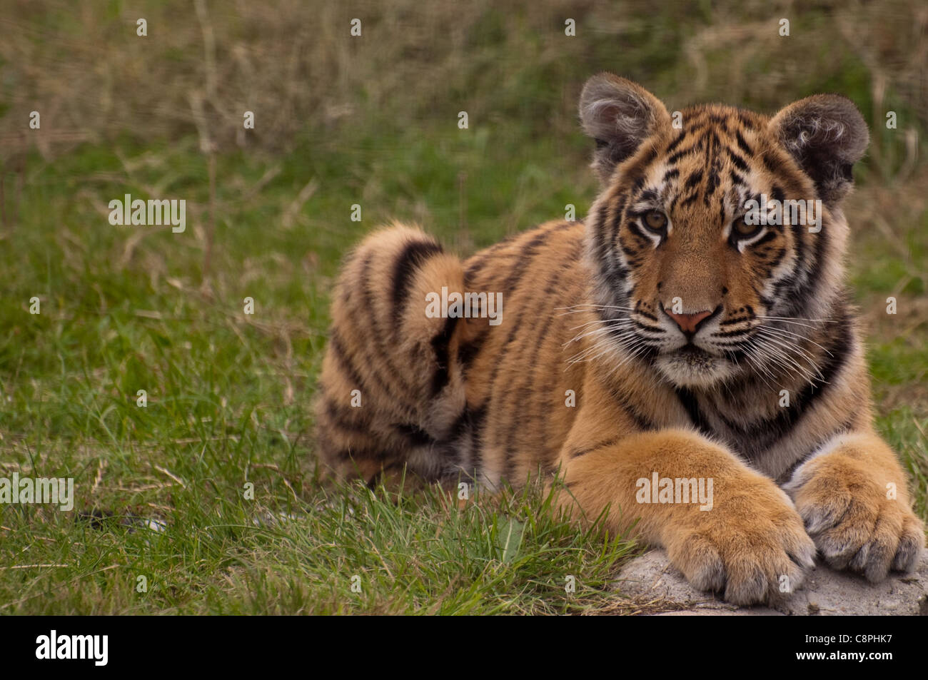 4 Monate alt Bengal Tiger Cub hinlegen und seinen nächsten freche Schritt erarbeiten Stockfoto