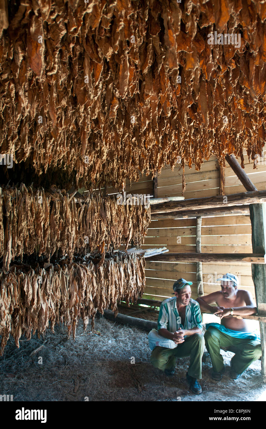 Tabakblätter trocknen im Stall mit den Landwirten, Vinales, Kuba Stockfoto