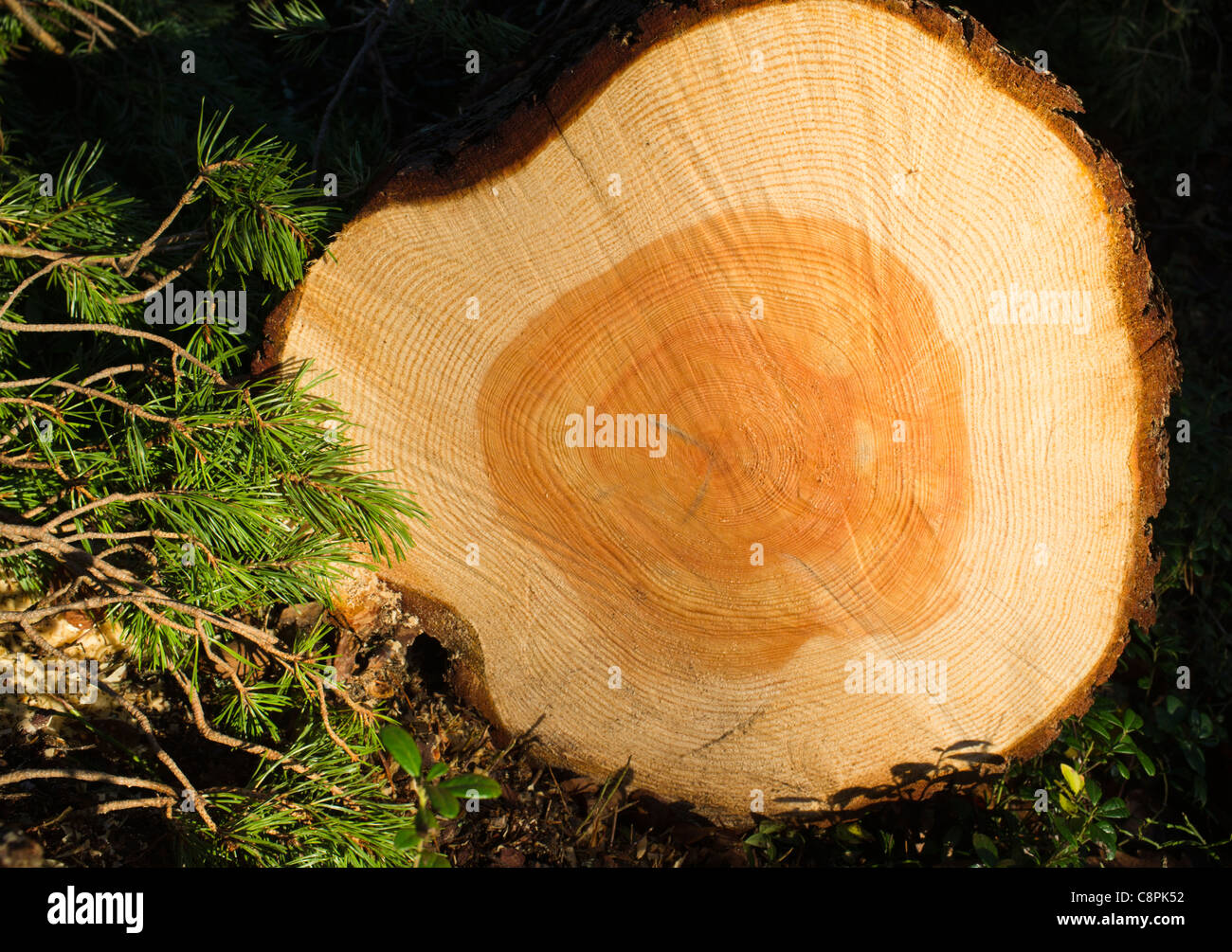 Nahaufnahme eines Querschnitts einer Schnittfläche eines Baumstammes ( pinus sylvestris ) , Finnland Stockfoto