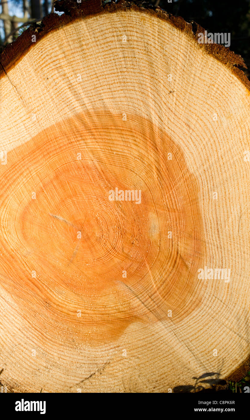 Nahaufnahme eines Querschnitts einer Schnittfläche eines Baumstammes ( pinus sylvestris ) , Finnland Stockfoto