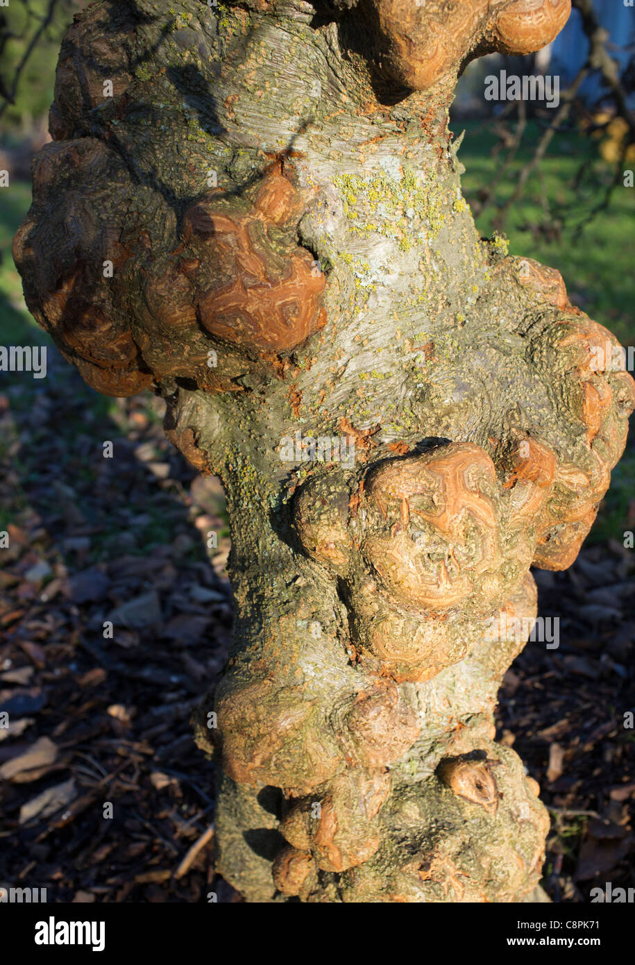 Grauerle ( Alnus incana gibberosa f. Gibberlii Betulaceae ) Stamm , Finnland Stockfoto