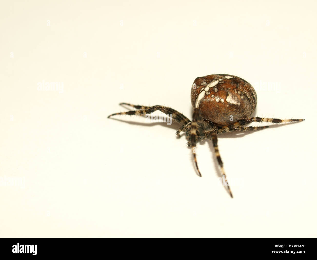 Spinne / Europäische Garten Spinne / diadem Spider / Kreuz Spinne / Kreuz Orbweaver / Spinne / Gartenkreuzspinne Stockfoto