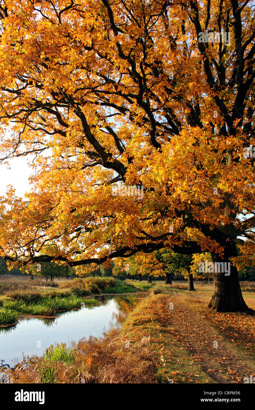 Bushy Park ist einer der königlichen Parks in London in der Nähe von Hampton Court in Süd-West London England UK Stockfoto