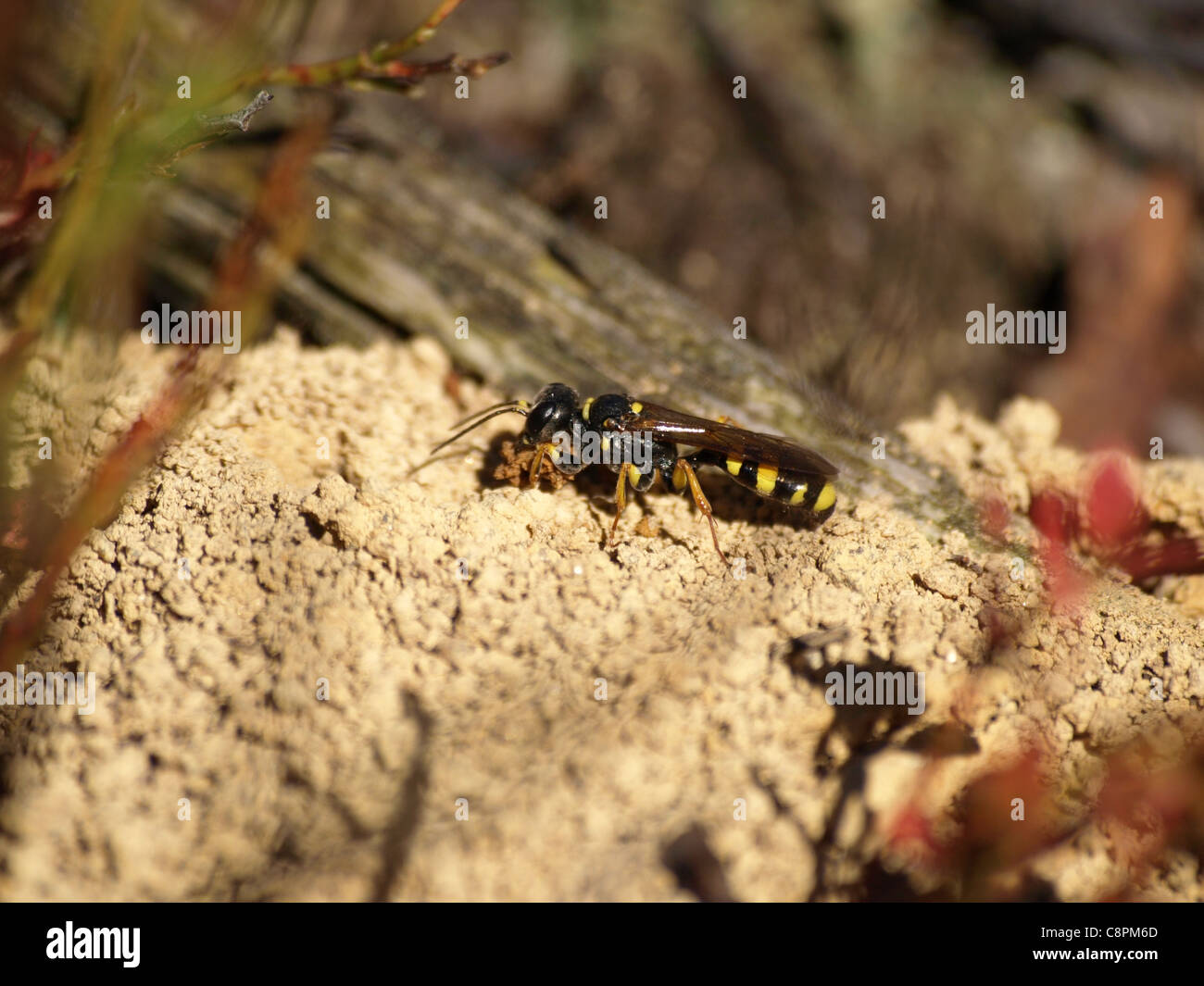 Solitary Wasp / Ectemnius Cephalotes / Insekt / Grabwespe mit einem Klumpen Erde Stockfoto