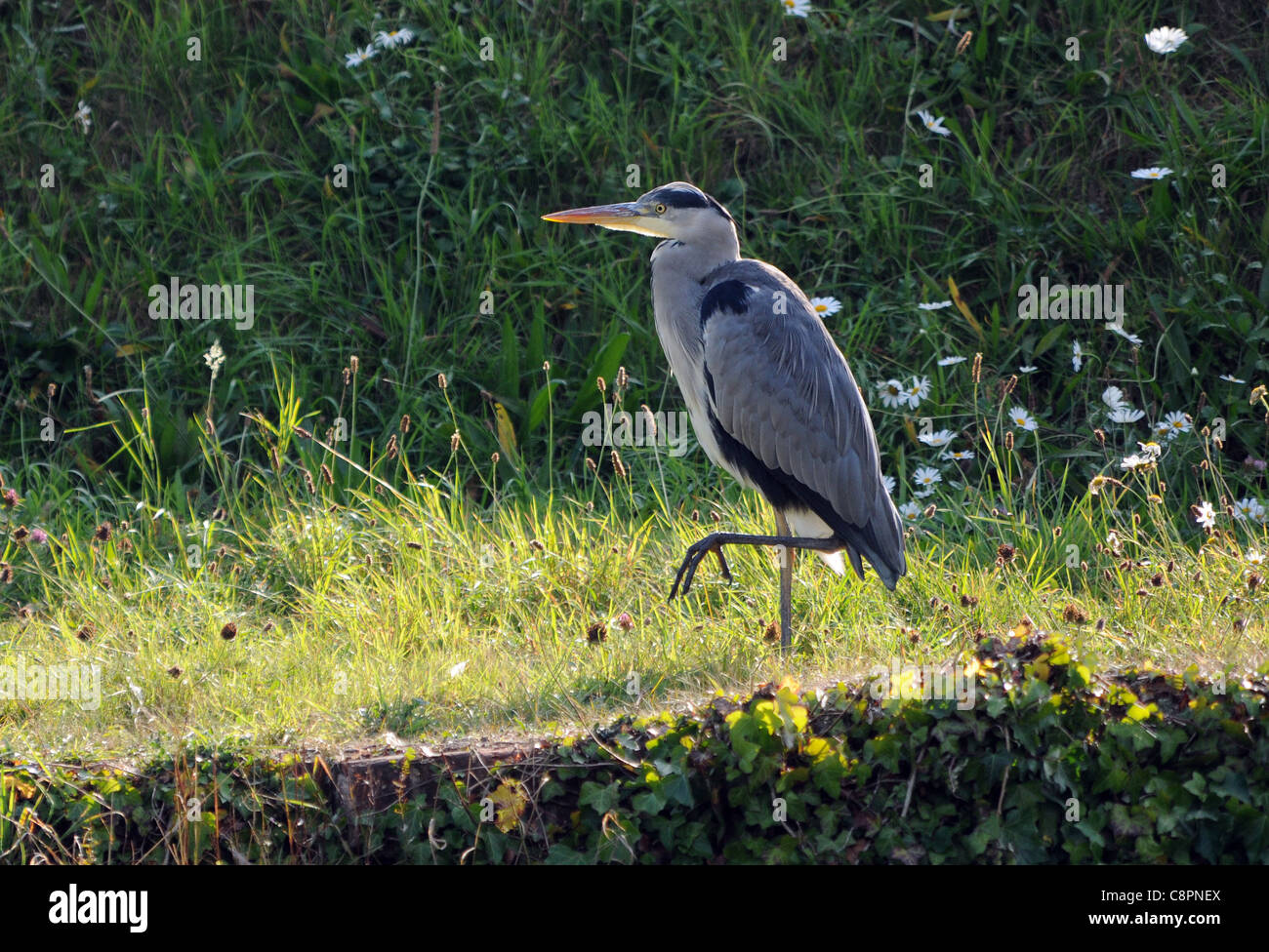 GRAUREIHER AM FORT BROCKHURST, GOSPORT, HAMPSHIRE Stockfoto