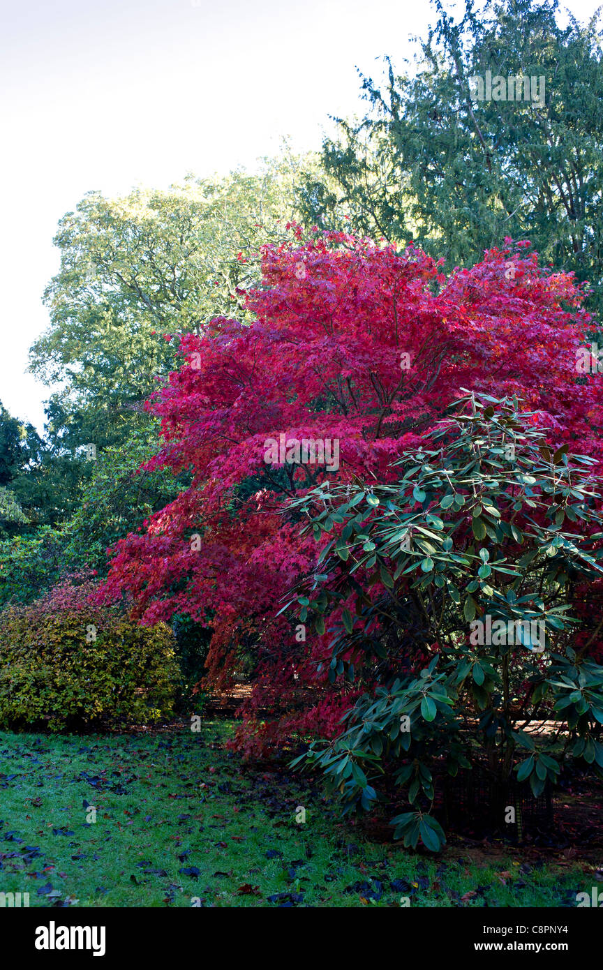 Schönheit in einem herbstlichen Garten mit Ahornbaum Stockfoto