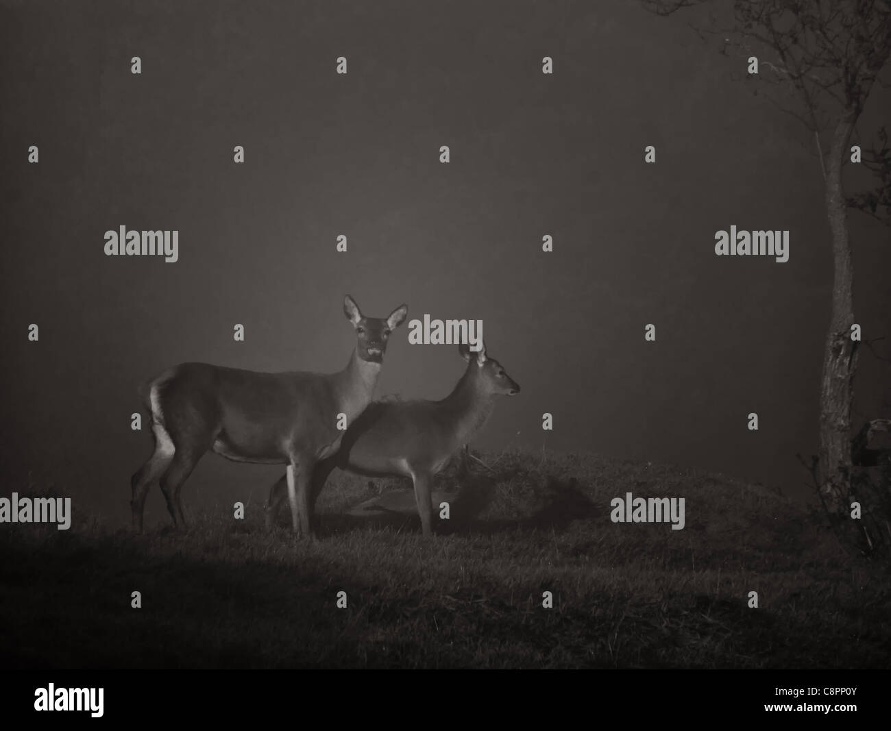 Damhirsch im Nebel Stockfoto