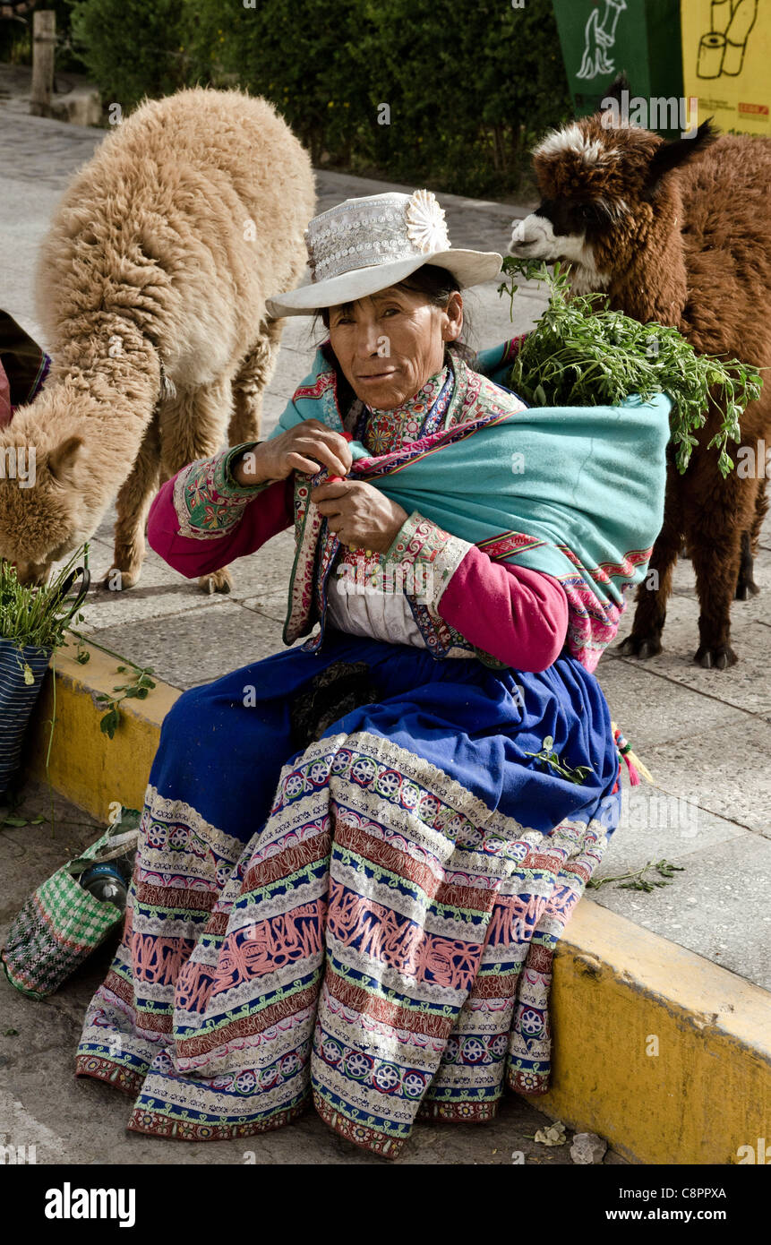 Peruanische Frau trägt Tracht mit Alpaka Chivay Colca Canyon Peru Stockfoto