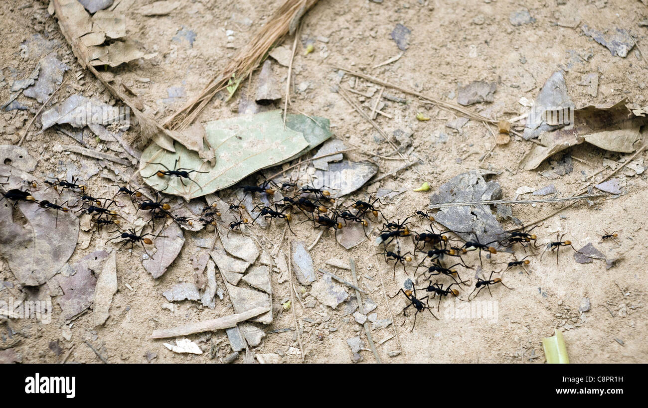 Kugel-Ameisen (Paraponeragroße Clavata) Tambopata National Reserve Puerto Maldonado Amazonasgebiet Peru Stockfoto