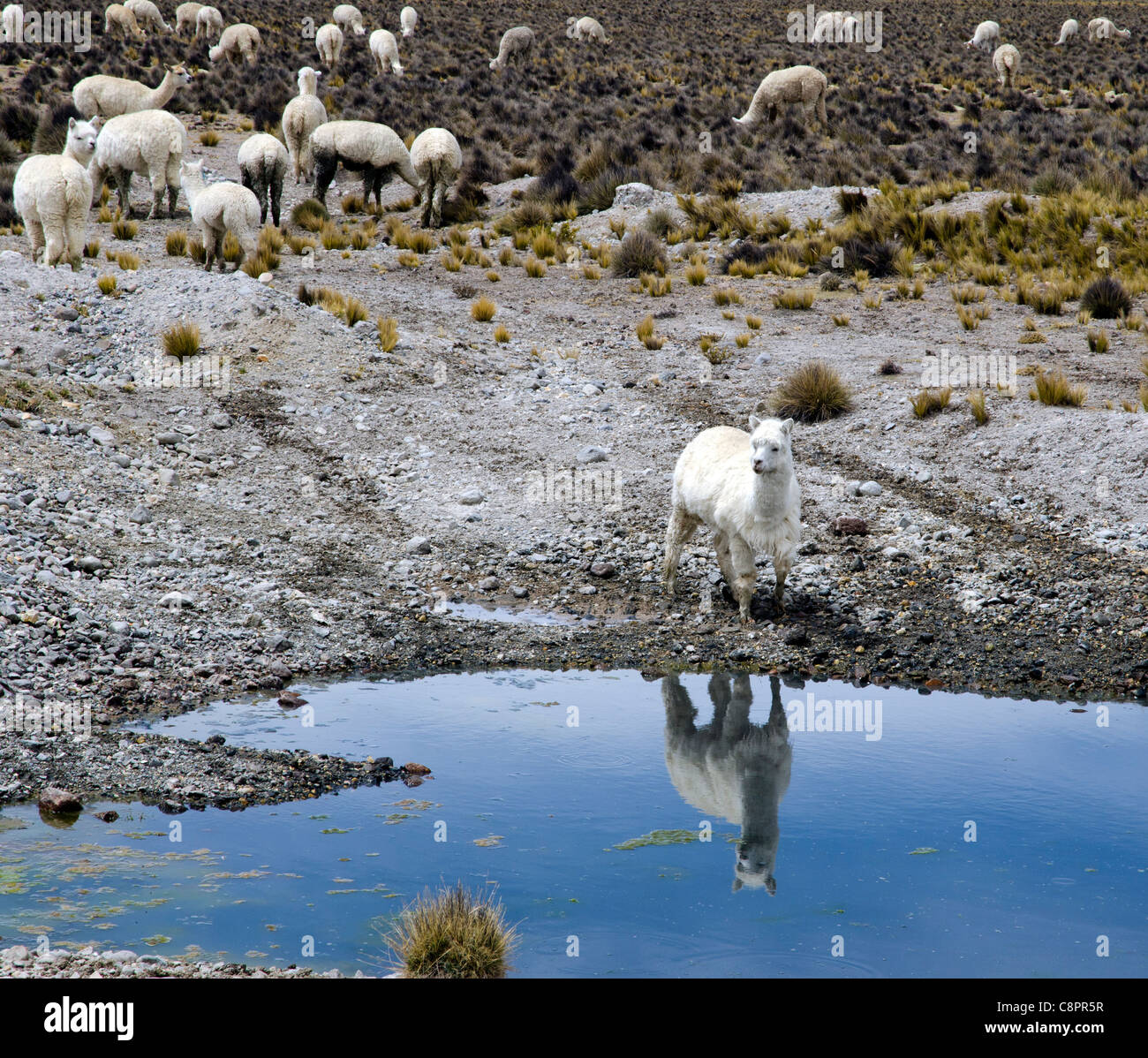 Spiegelbild auf dem Wasser ein Alpaka in der Nähe von Arequipa Peru Stockfoto