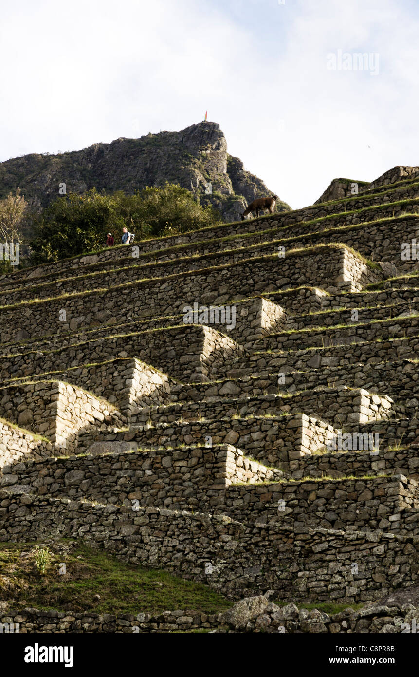 Inka-Terrassen Machu Picchu Cusco Region Peru Stockfoto