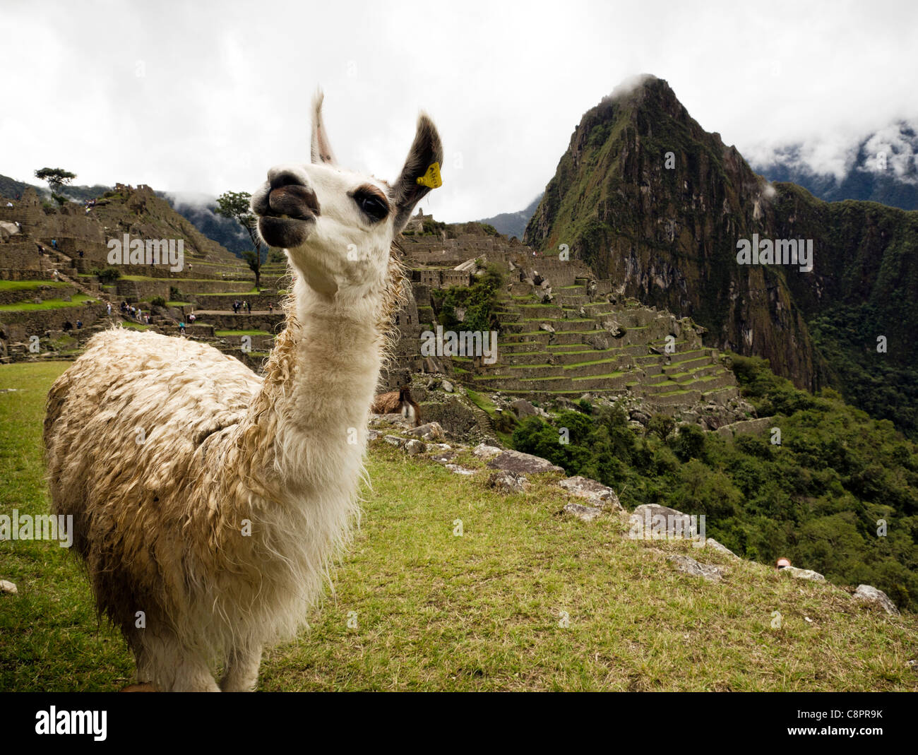 Lama mit Machu Picchu Inca Ruinen im Hintergrund Peru Stockfoto