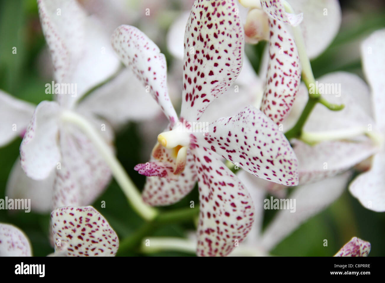 Exotische weiß und Fuscia Orchidee auf dem Display in Singapur botanische Gärten, Singapur, Südostasien. Stockfoto