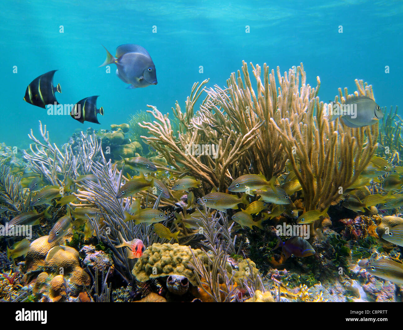 Coral Reef Unterwasser mit tropischen Fischen im Meer der Karibik Stockfoto