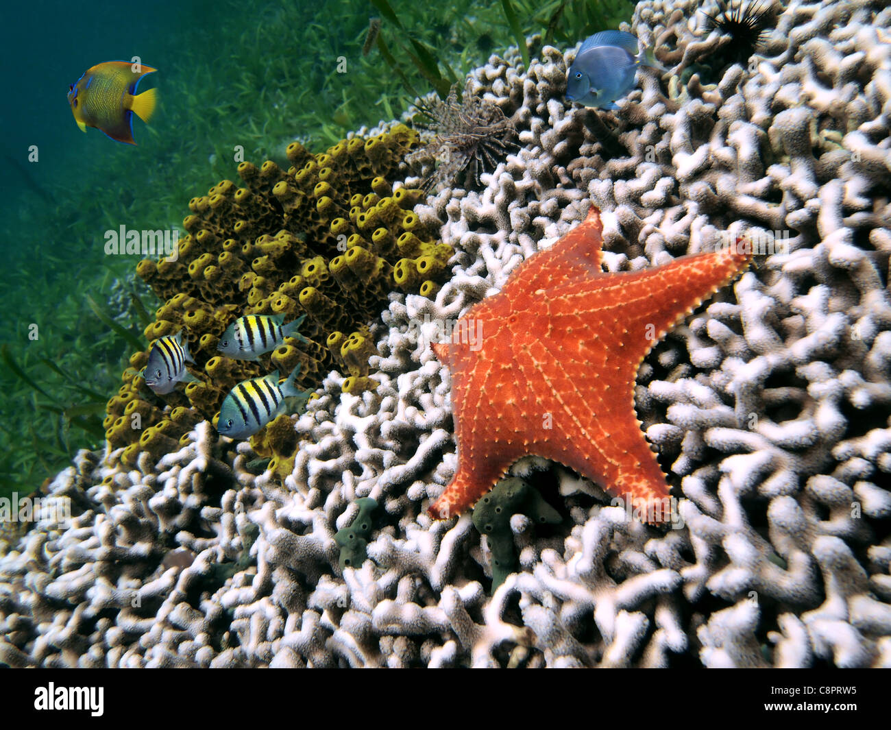 Kissen-Seestern auf Finger Korallen mit tropischen Fischen, unter Wasser und gelbe Rohr Schwamm in der Karibik Stockfoto