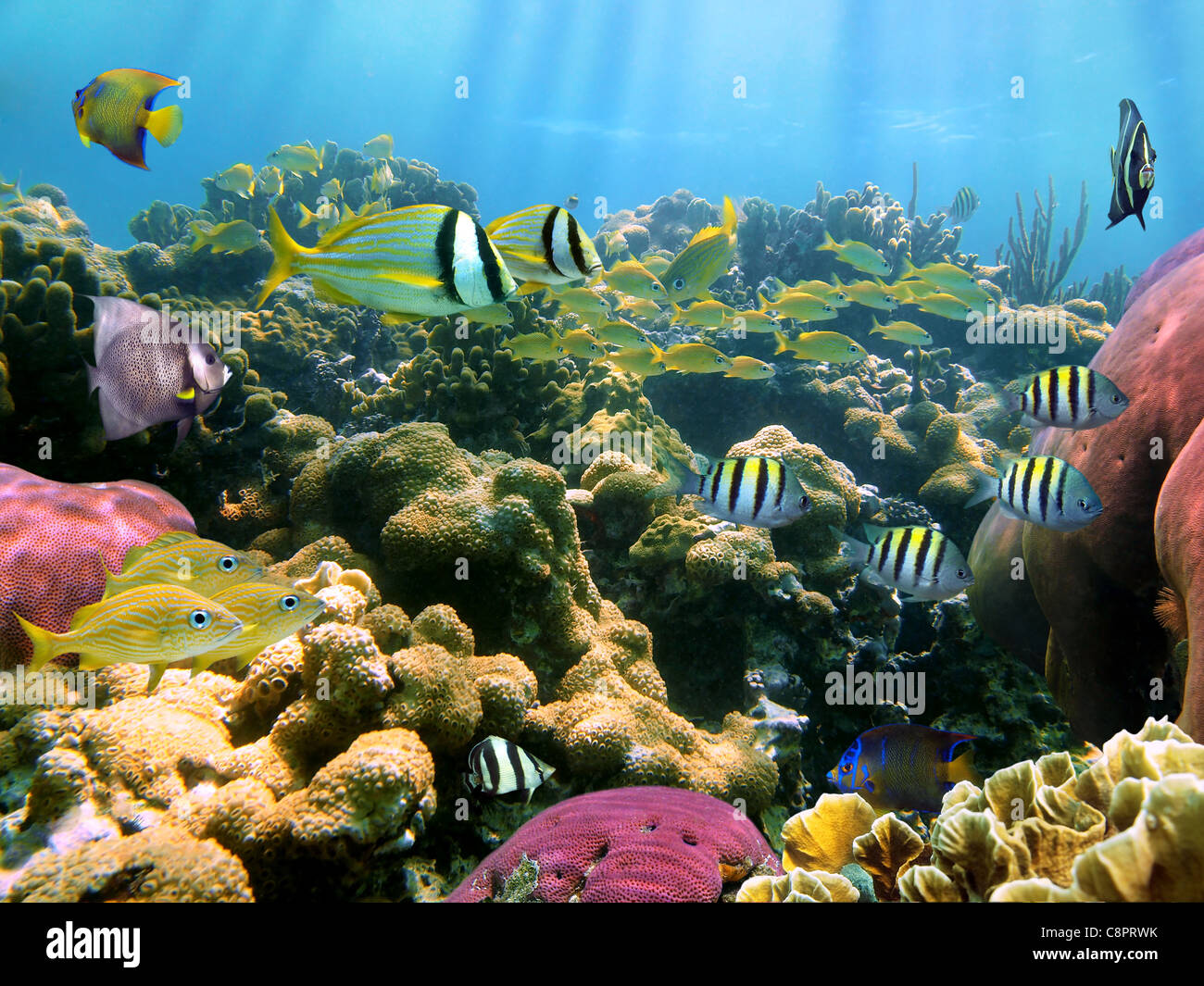 Bunte Korallenriff mit tropischen Fischen Unterwasser Karibik Stockfoto