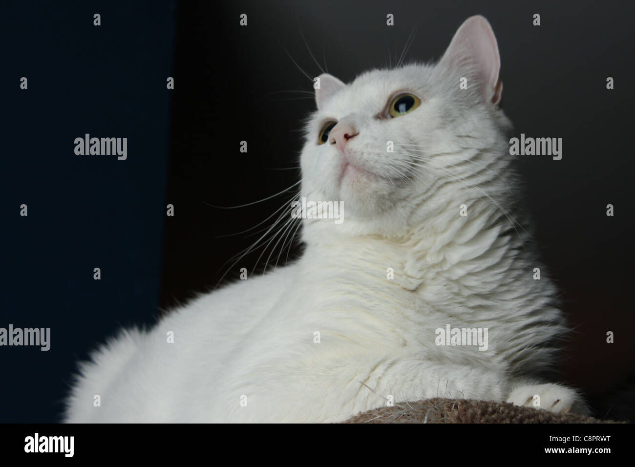 schwarz weiße Katze Hintergrund Stockfoto