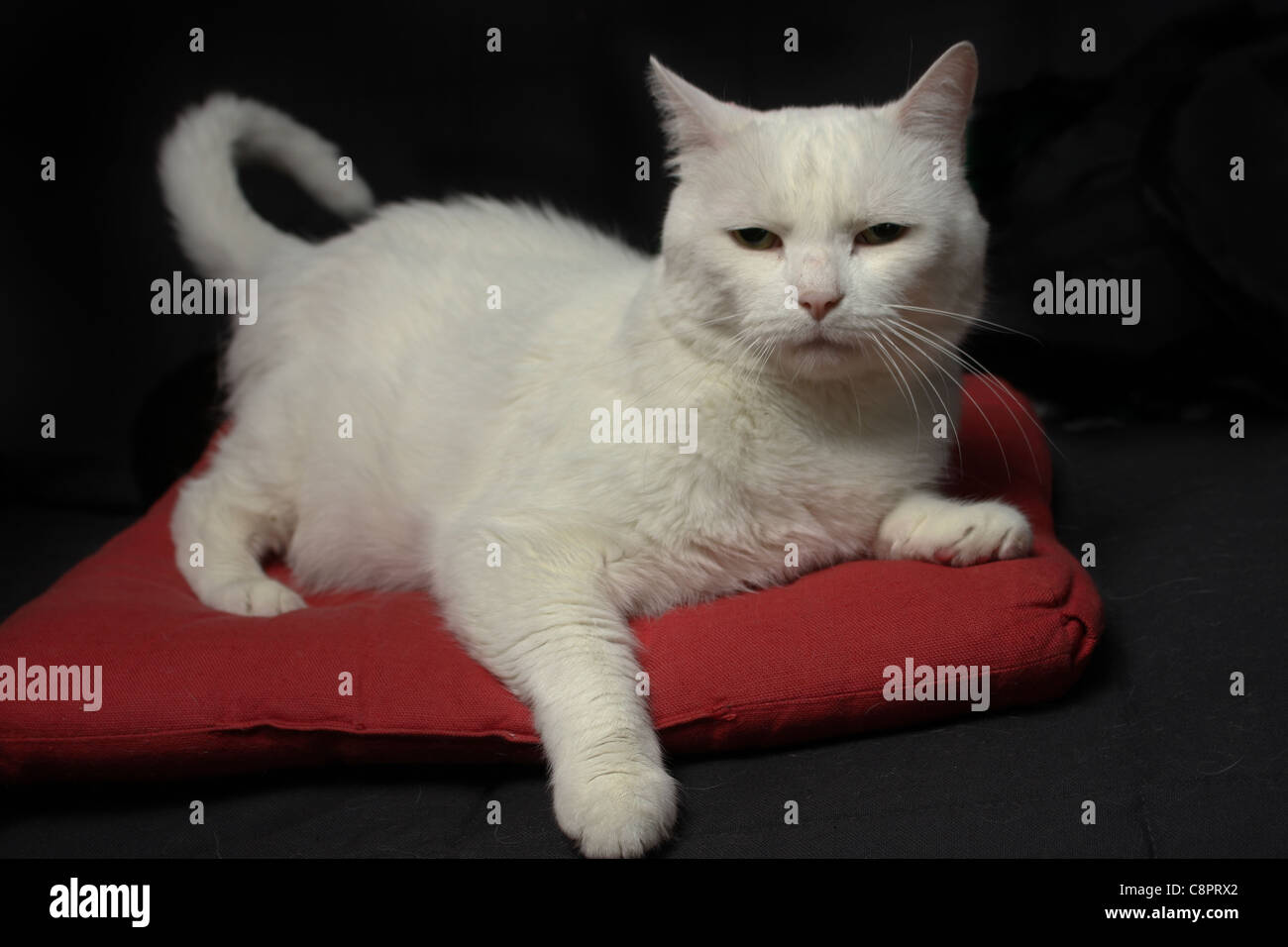 weiße Katze schwarz roten Kissen Hintergrund Stockfoto