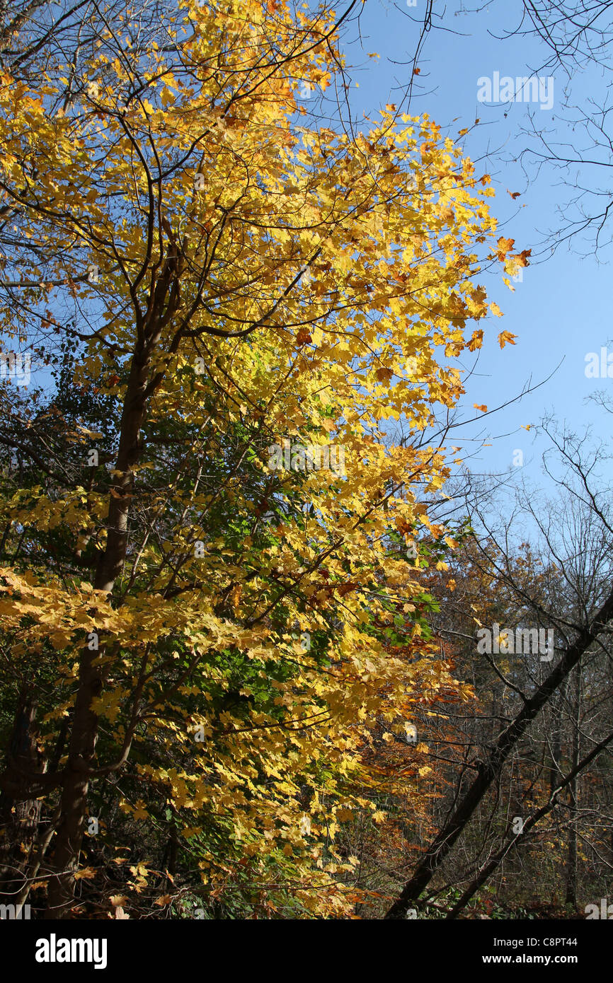 gelbe Blätter Herbst fallen Kanada Stockfoto