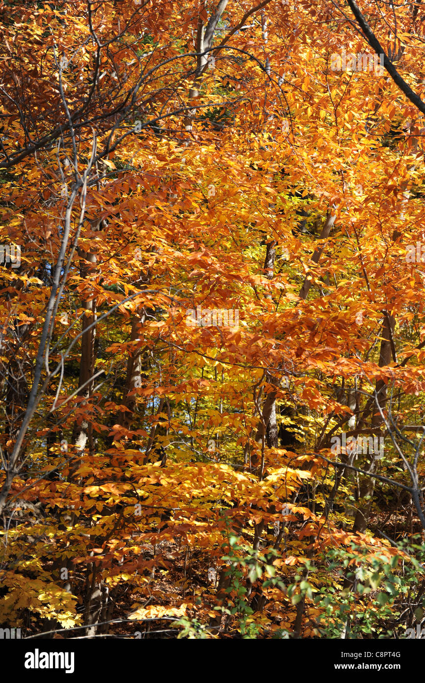 Orangenbaum Blatt Blätter Herbst fallen Kanada Stockfoto