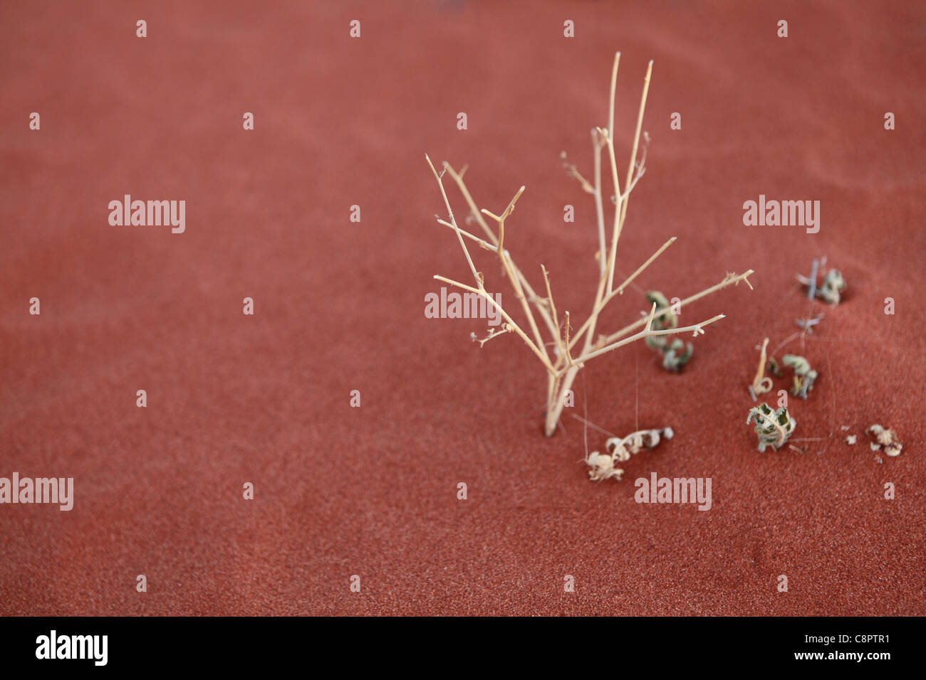 Gelingt es, in den Außenbezirken der Strzelecki-Wüste, in der Nähe von Roxby Downs, South Australia gedeihen Pflanzen Stockfoto