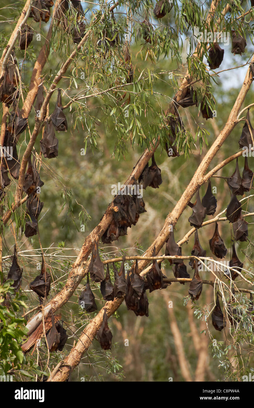 Flughunde, Katherine Gorge, Nitmiluk Nationalpark, Northern Territory, Australien Stockfoto