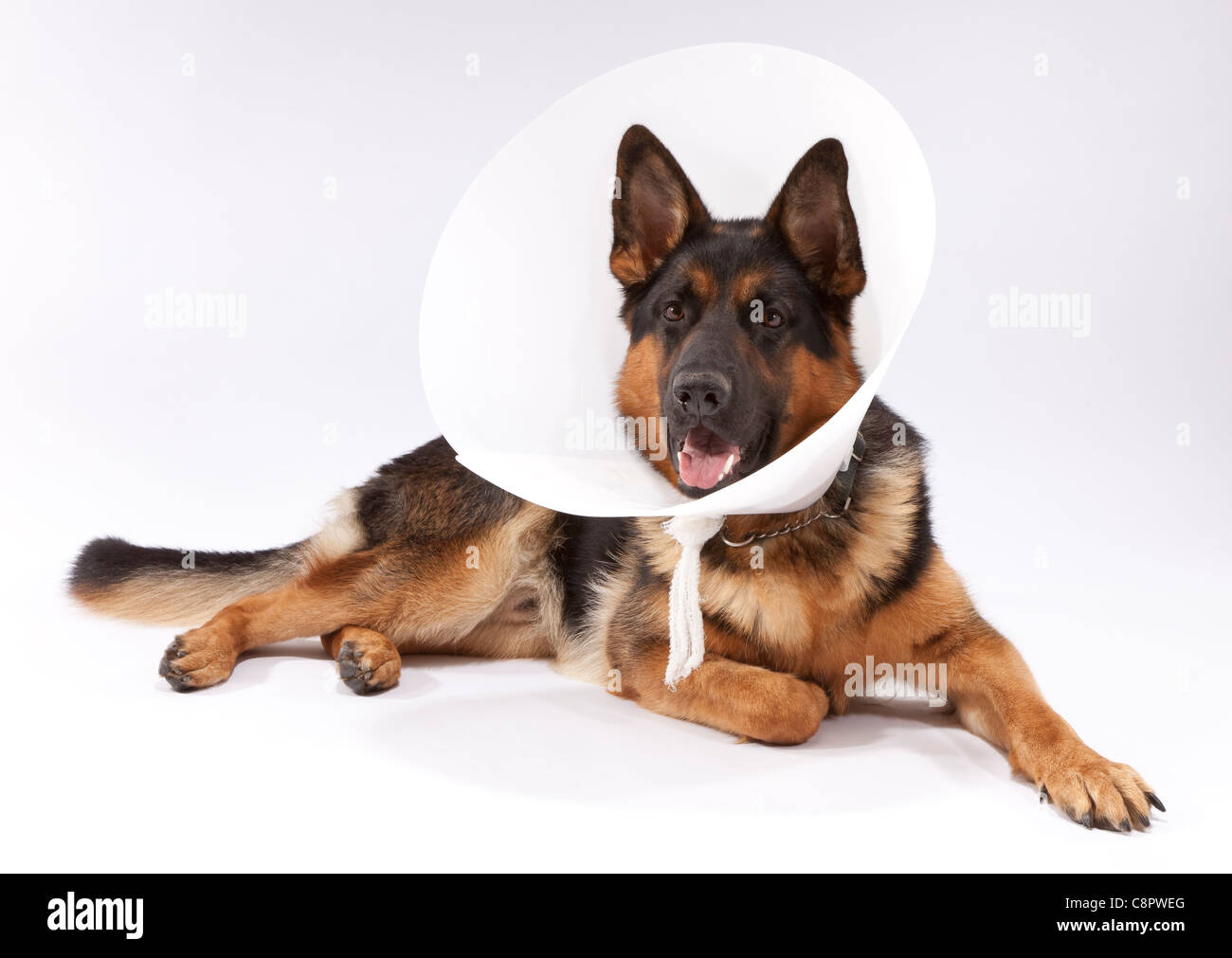 Ein Buster Kragen auf eine 11 Monate alte deutsche Schäferhund nach einer operation Stockfoto