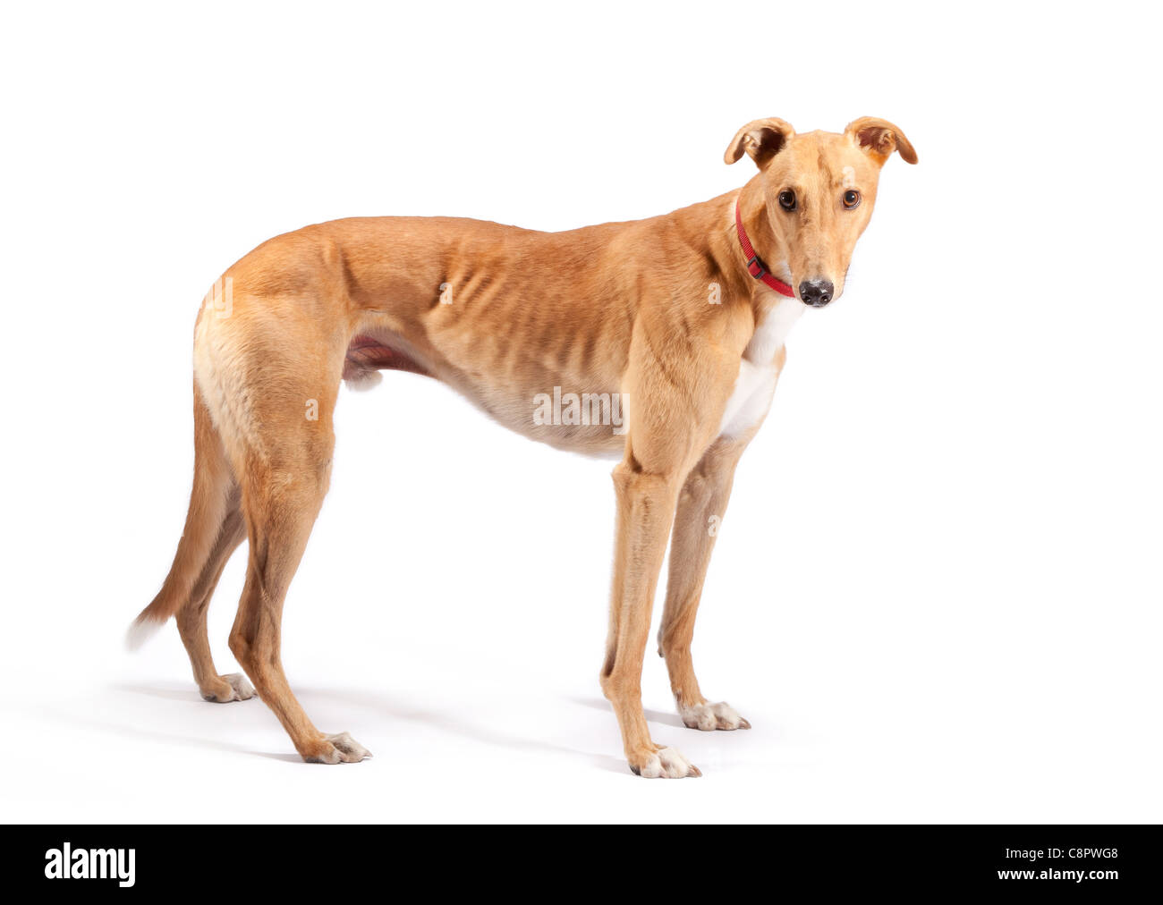 Windhund auf 3 Jahre alt und im Ruhestand aus dem Rennsport Stockfoto