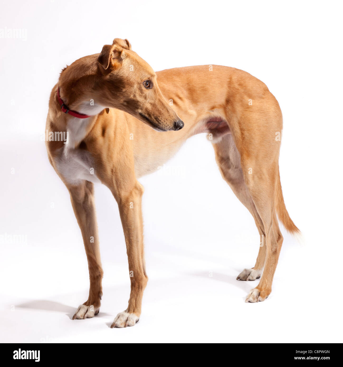 Windhund auf 3 Jahre alt und im Ruhestand aus dem Rennsport Stockfoto