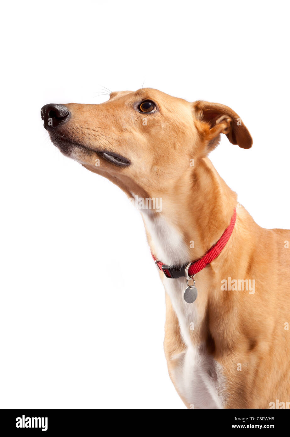Windhund auf 3 Jahre alt und im Ruhestand aus dem Rennsport Stockfoto