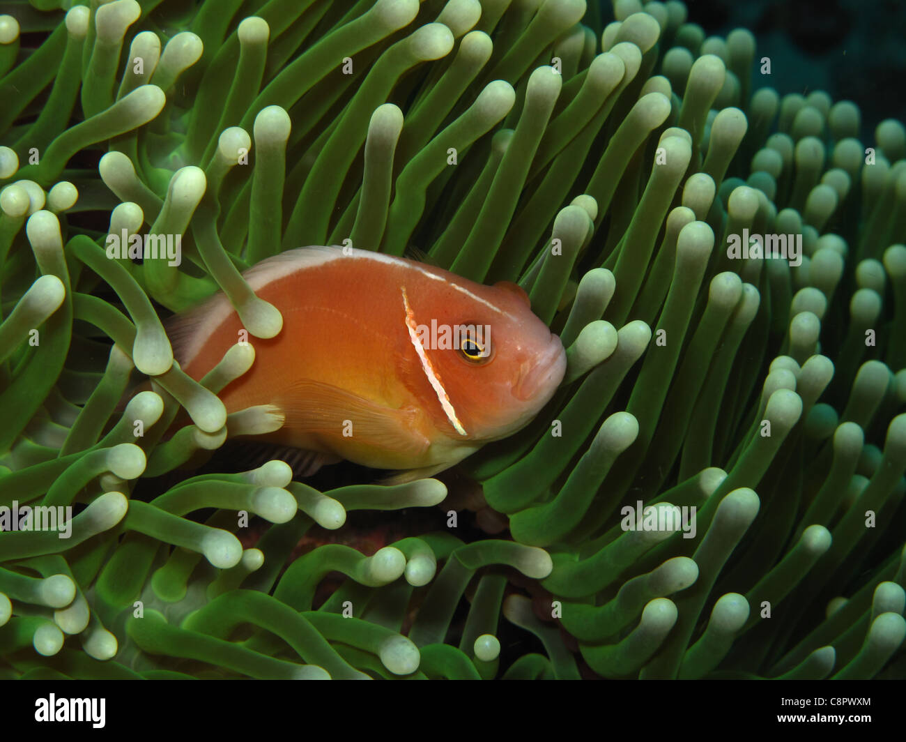 Leuchtend orange Anemonenfisch zwischen Tentakel Platte Coral Stockfoto