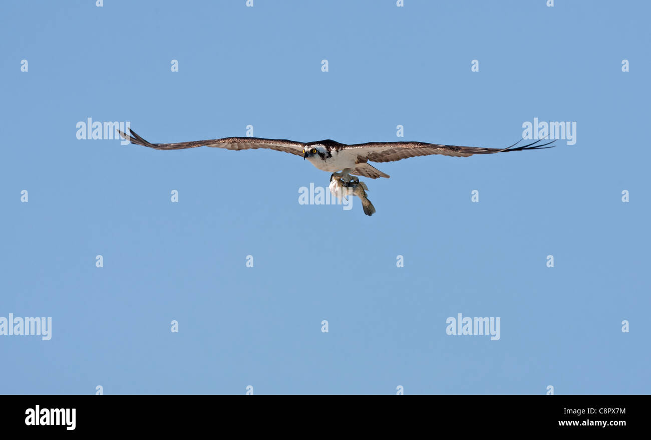 Fischadler im Flug bei Joh Ding Darling NWR, Florida, USA Stockfoto